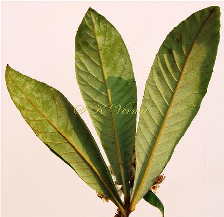  Leaves (Abaxial view)